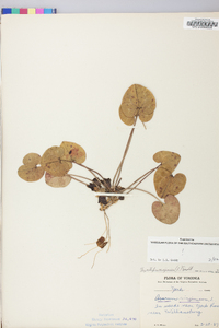 Hexastylis virginica image