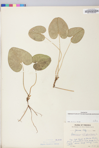 Hexastylis virginica image