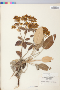 Eriogonum allenii image