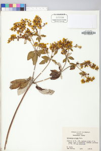 Eriogonum allenii image