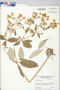 Eriogonum allenii image