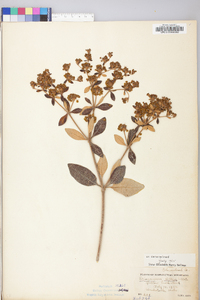 Eriogonum allenii image