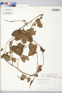 Fallopia cilinodis image