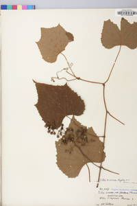 Vitis cinerea image