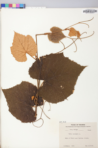 Vitis labrusca image