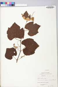 Vitis labrusca image