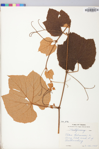 Vitis labrusca image