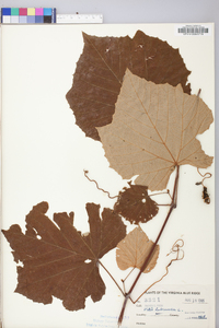 Vitis labrusca image