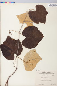 Vitis labrusca image