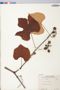 Vitis labrusca image