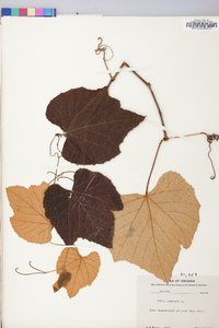 Vitis labrusca image