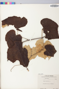 Vitis labrusca image