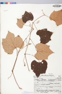 Vitis labrusca image