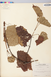 Vitis riparia image