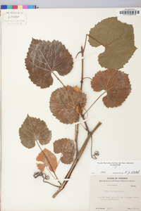 Vitis riparia image