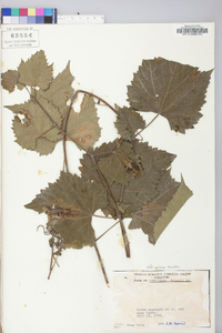 Vitis riparia image