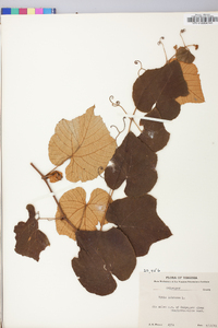 Vitis labrusca image