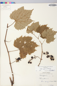 Vitis riparia image