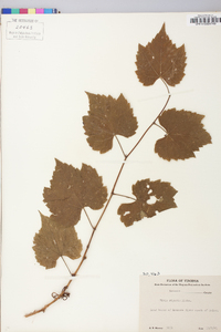 Vitis riparia image