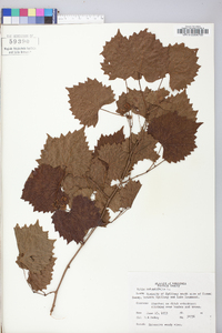 Vitis rotundifolia image