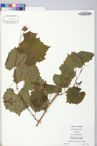 Vitis rotundifolia image