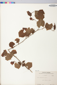 Vitis rotundifolia image