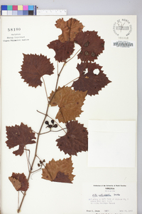 Vitis rotundifolia image