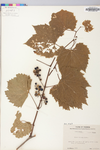 Vitis riparia image