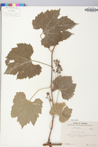 Vitis riparia image