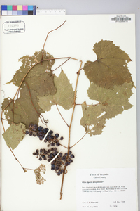 Vitis riparia image