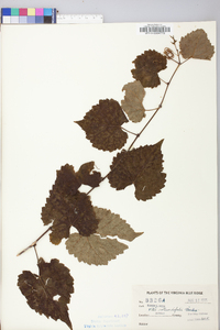 Vitis rotundifolia image