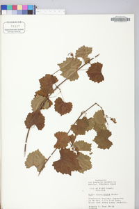 Vitis rotundifolia image