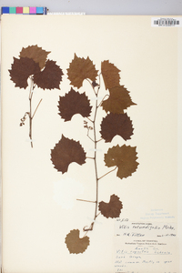 Vitis rotundifolia image