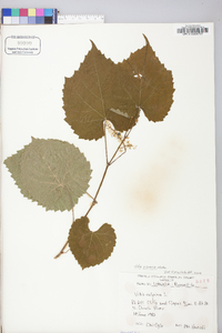 Vitis riparia image