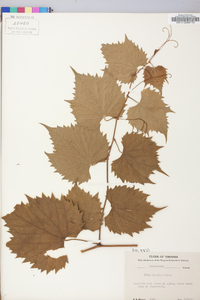 Vitis riparia image