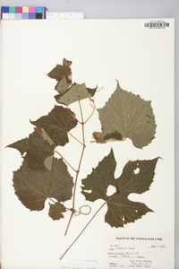 Vitis riparia image