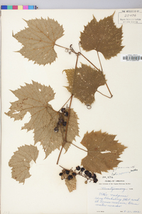 Vitis riparia image