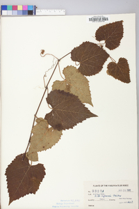 Vitis riparia image