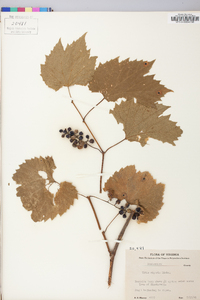 Vitis riparia image