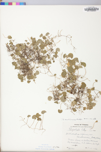 Dichondra carolinensis image