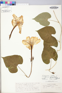 Ipomoea alba image