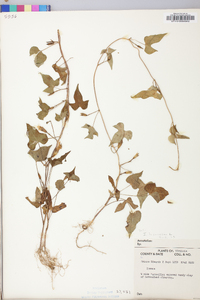 Ipomoea lacunosa image