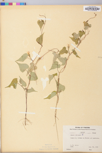 Ipomoea lacunosa image