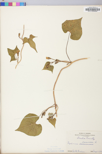 Ipomoea lacunosa image