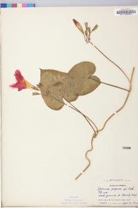 Ipomoea purpurea image