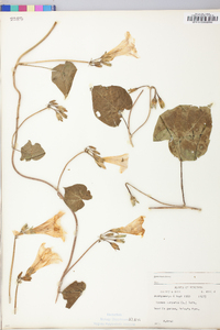 Ipomoea purpurea image