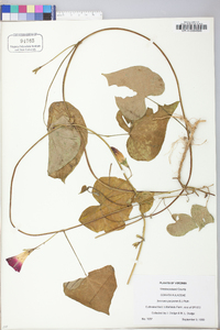 Ipomoea purpurea image