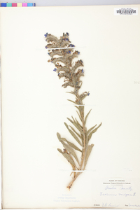 Echium vulgare image