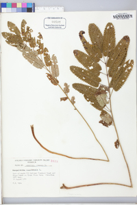 Sanguisorba canadensis image