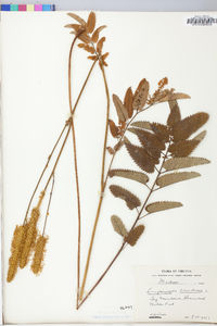 Sanguisorba canadensis image